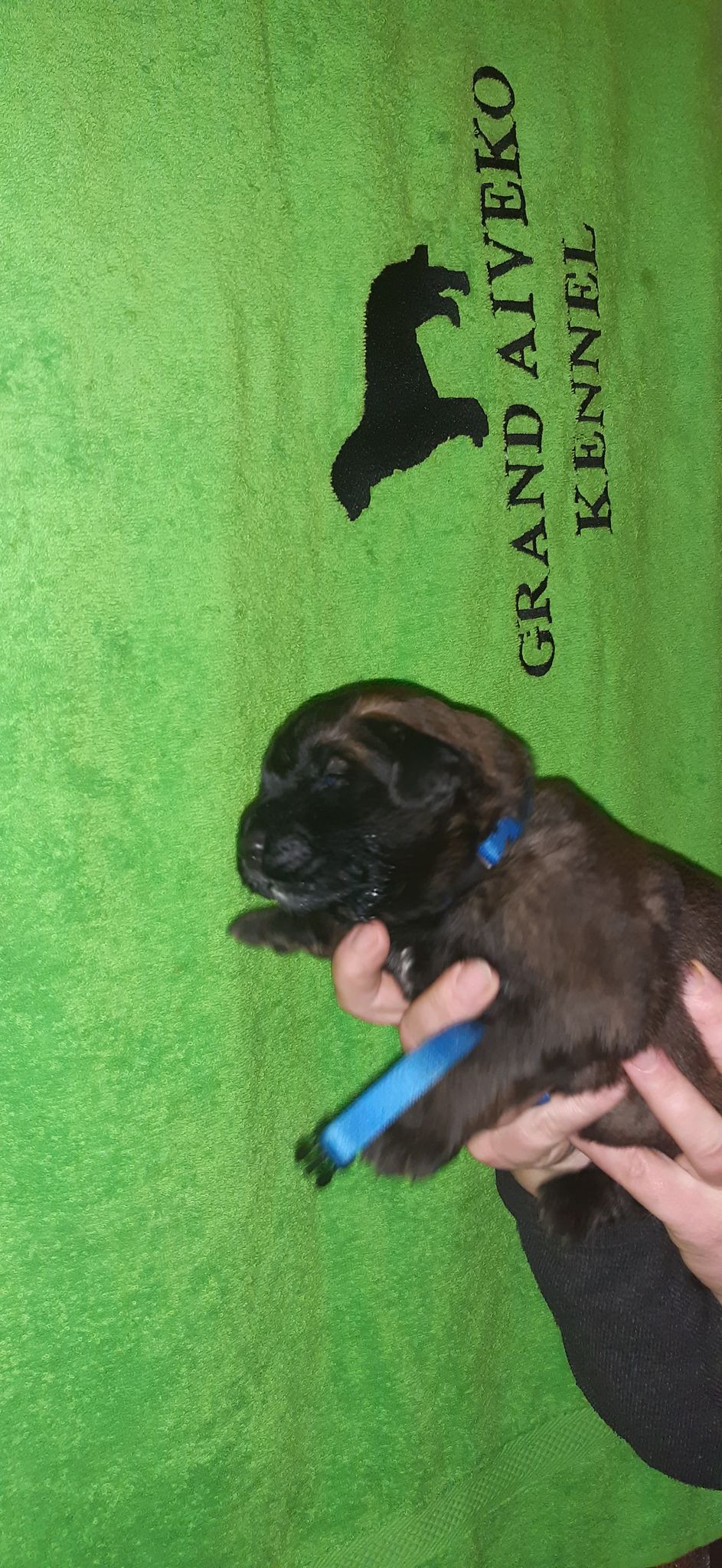 Štěňata Leonberger - Vrh I