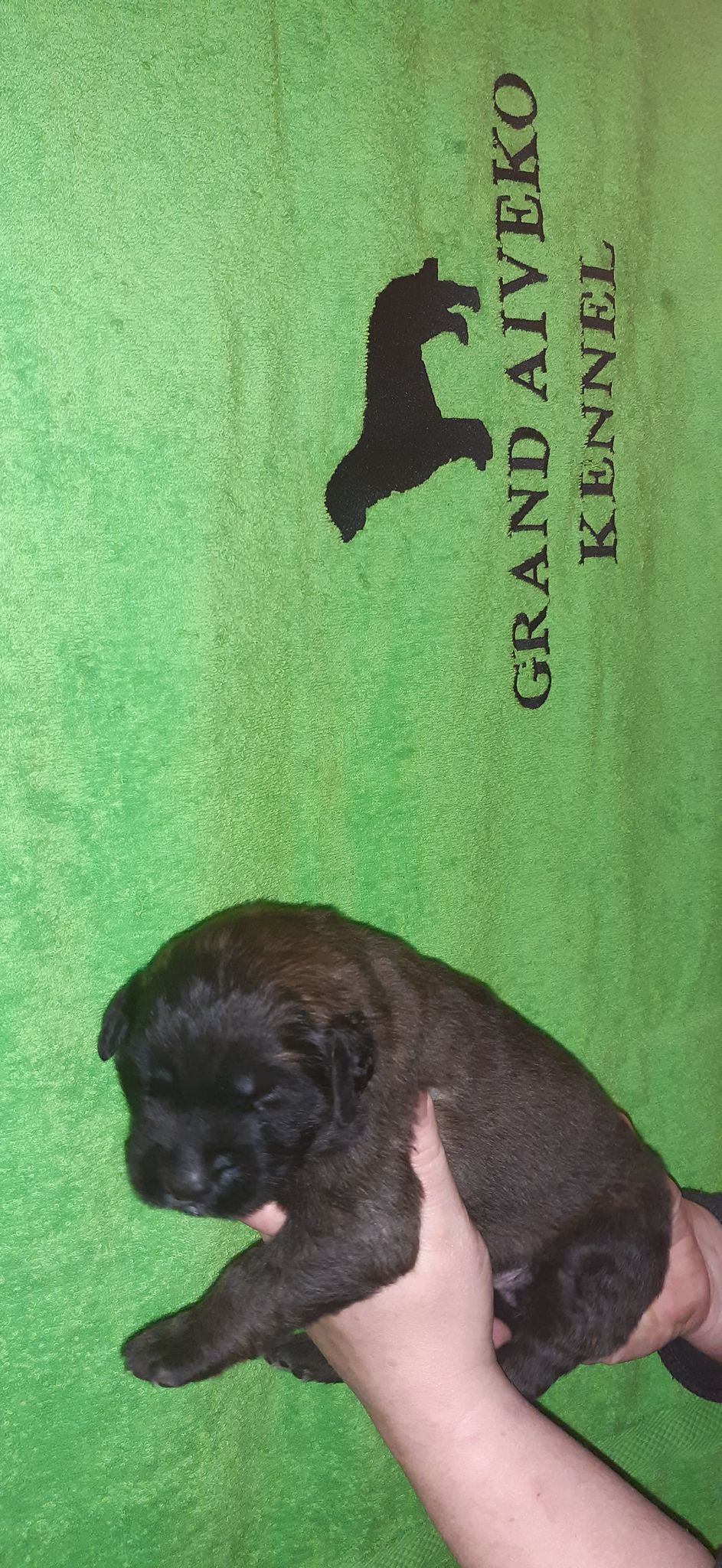Štěňata Leonberger - Vrh I