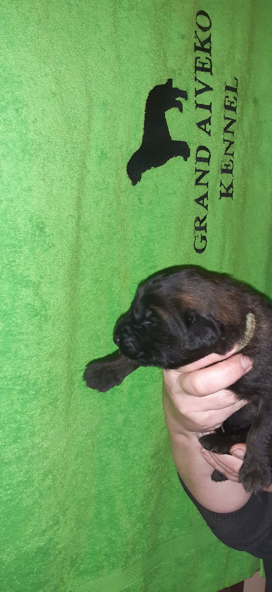 Štěňata Leonberger - Vrh I