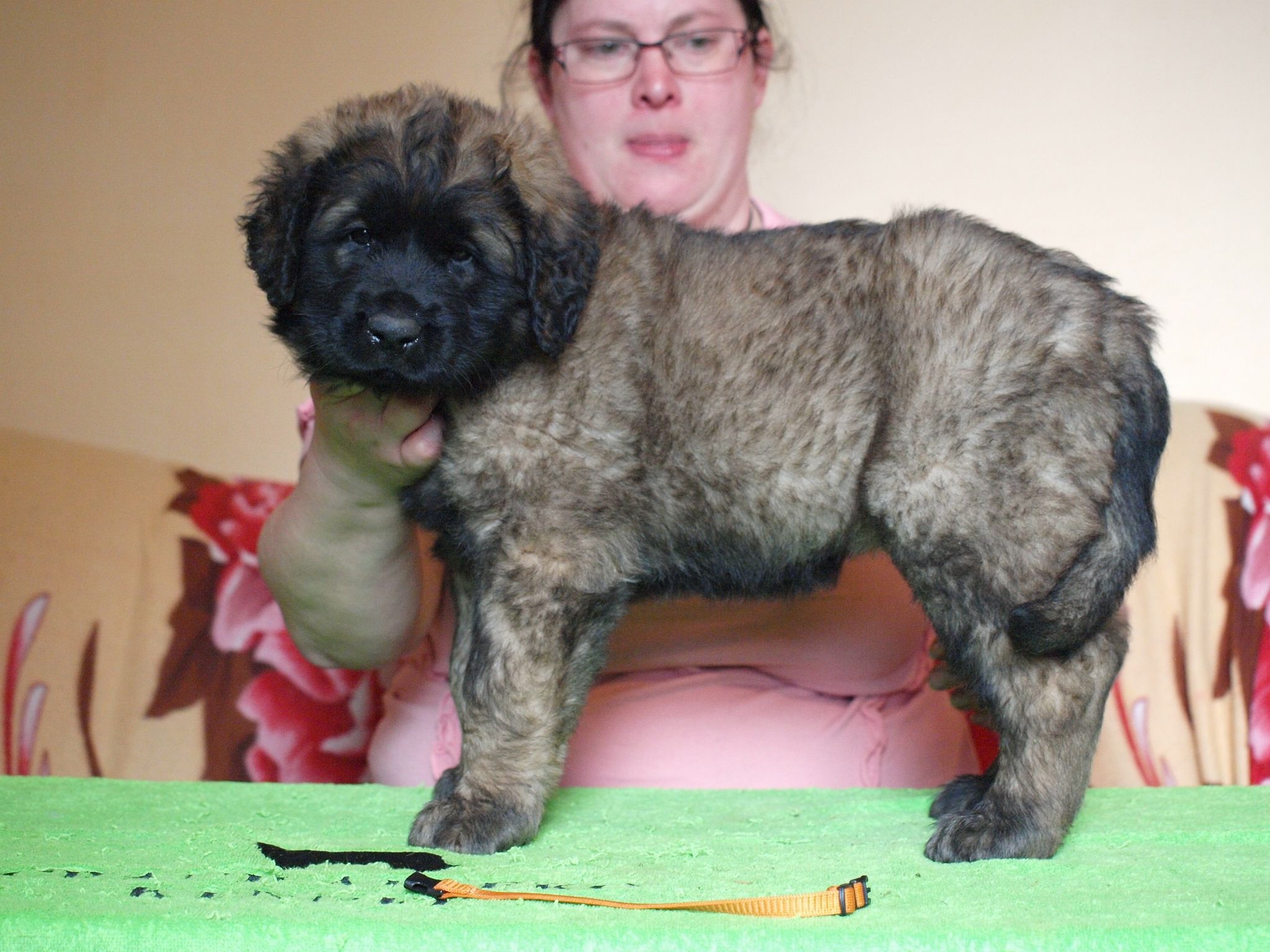 Štěňata Leonberger - Vrh I