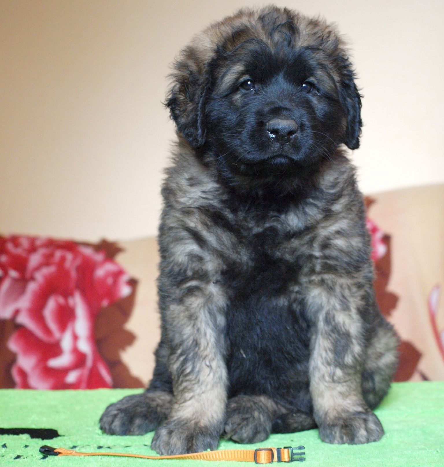 Štěňata Leonberger - Vrh I