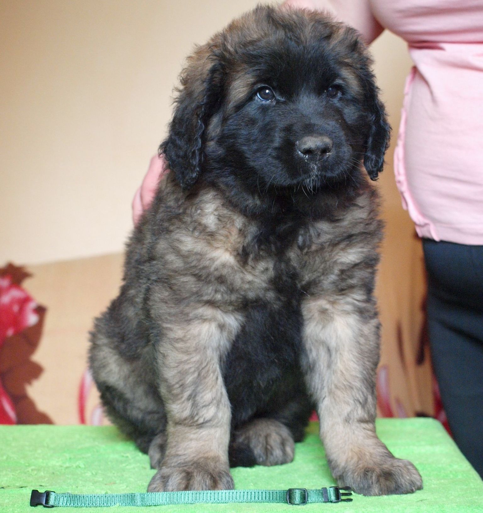 Štěňata Leonberger - Vrh I