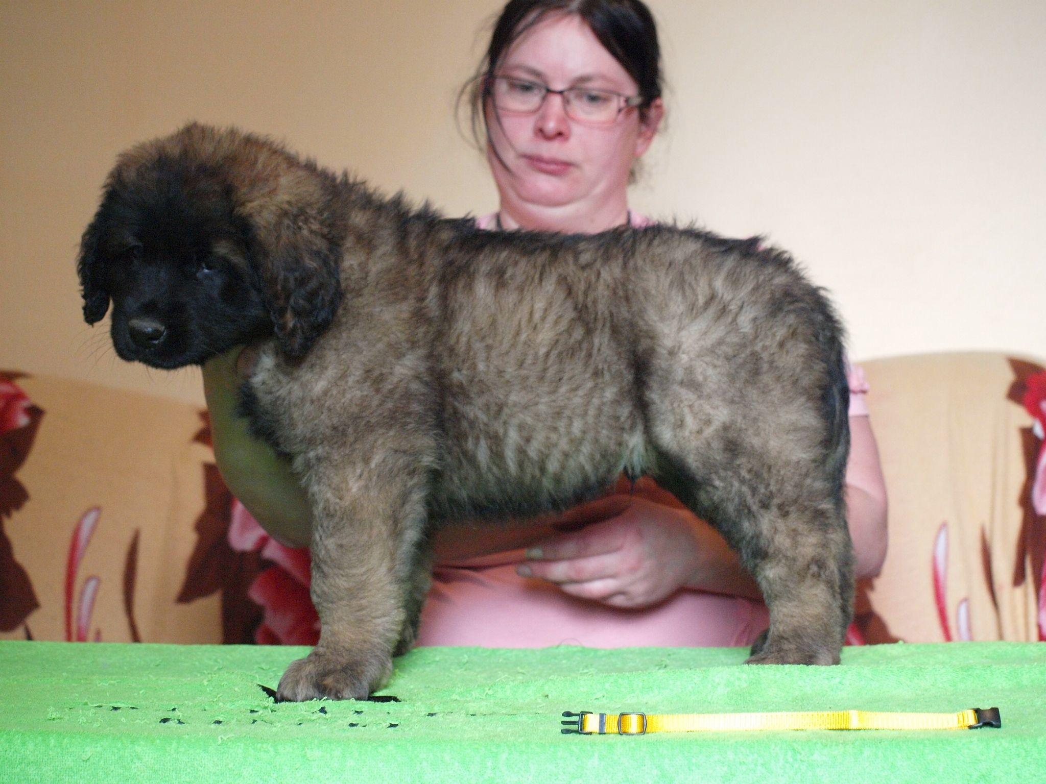 Štěňata Leonberger - Vrh I