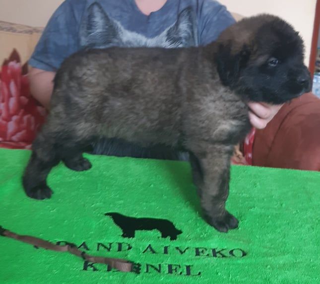 Štěňata Leonberger - Vrh I