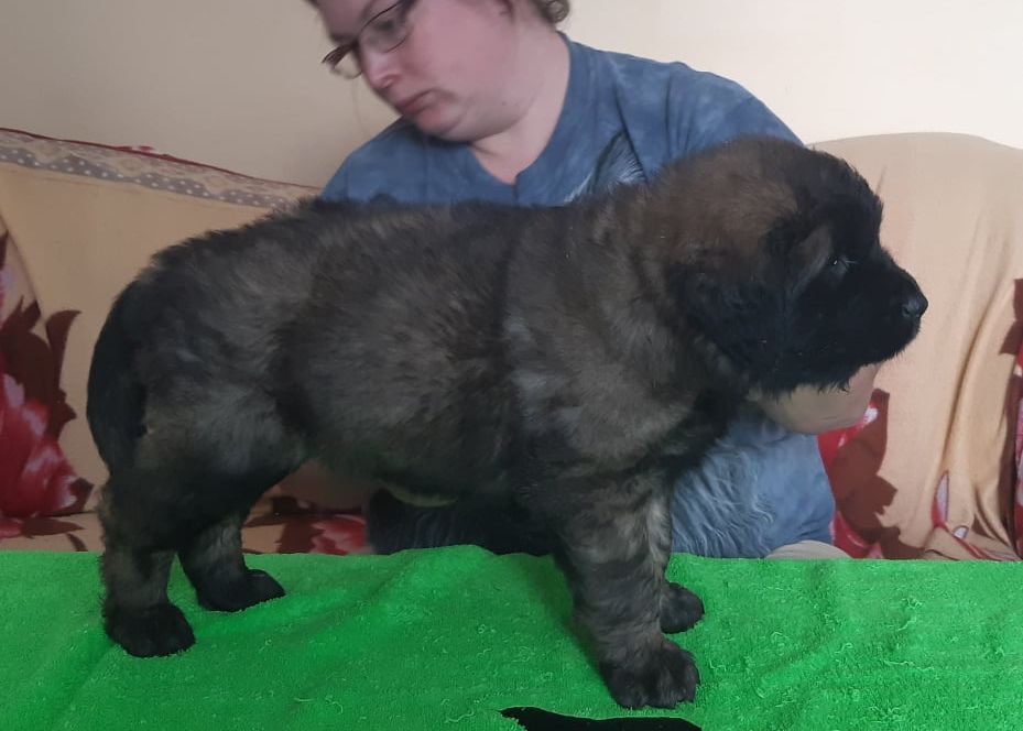 Štěňata Leonberger - Vrh I