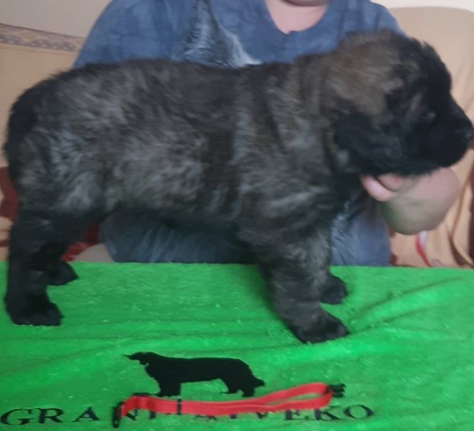 Štěňata Leonberger - Vrh I