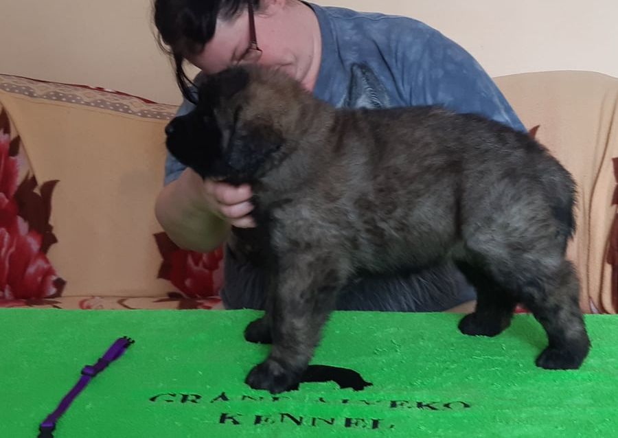 Štěňata Leonberger - Vrh I