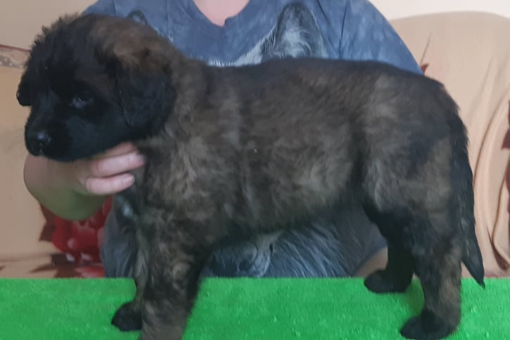 Štěňata Leonberger - Vrh I