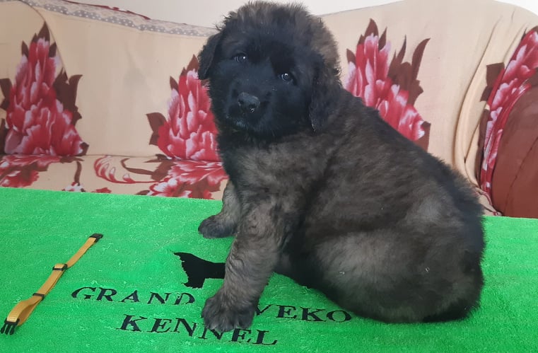 Štěňata Leonberger - Vrh I