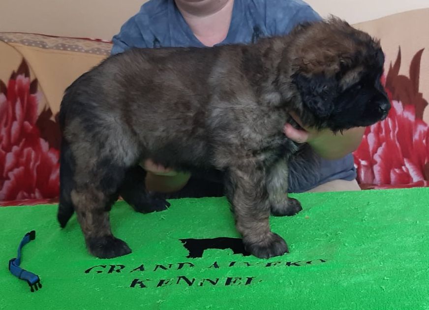 Štěňata Leonberger - Vrh I