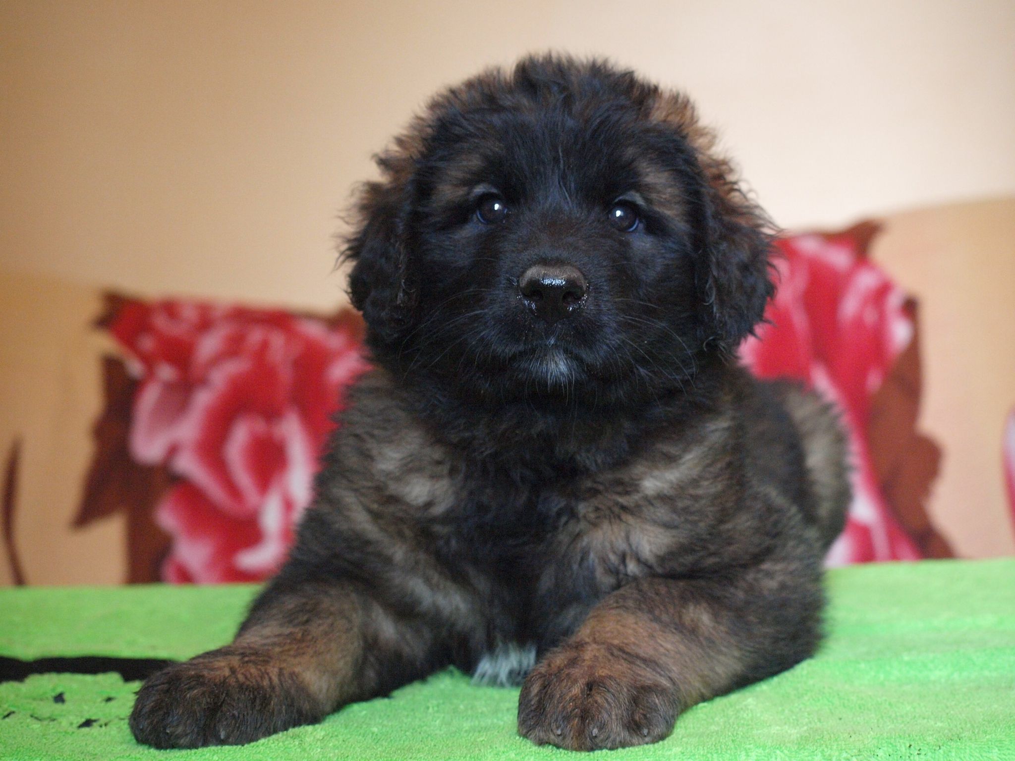 Štěňata Leonberger - Vrh I