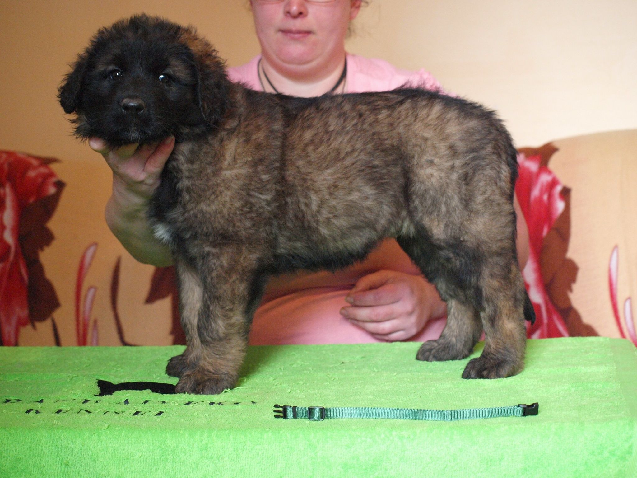 Štěňata Leonberger - Vrh I