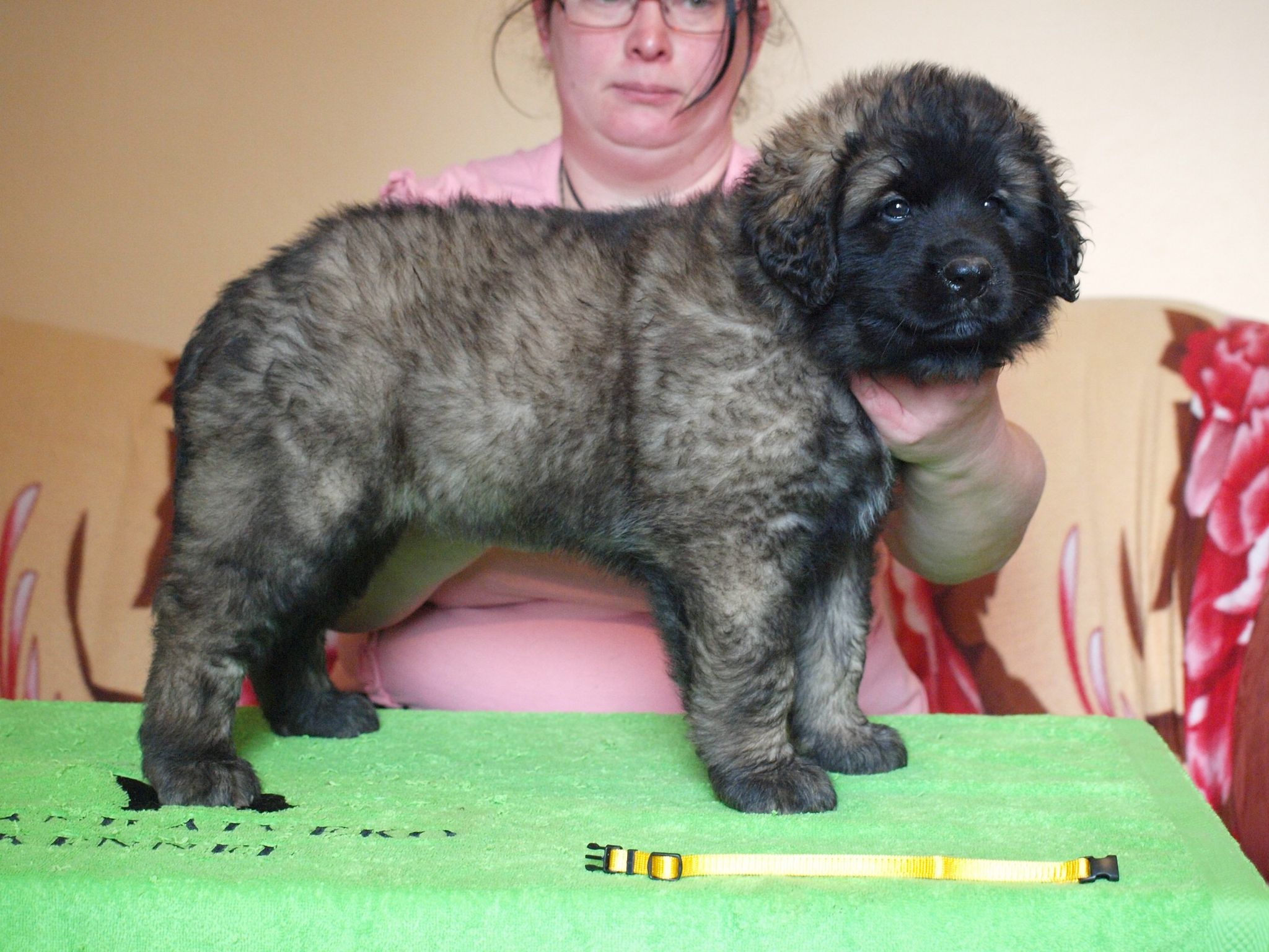 Štěňata Leonberger - Vrh I