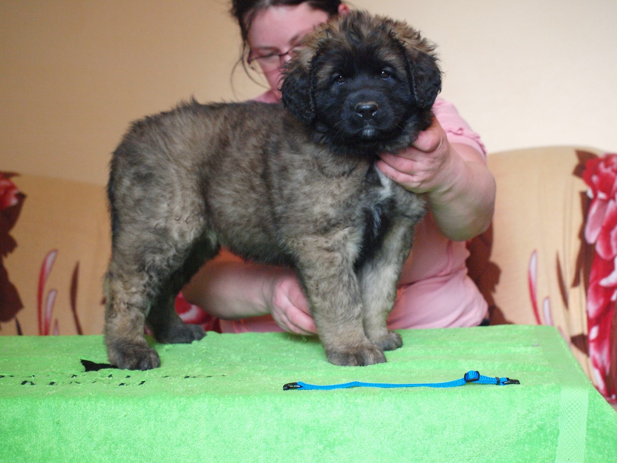 Štěňata Leonberger - Vrh I