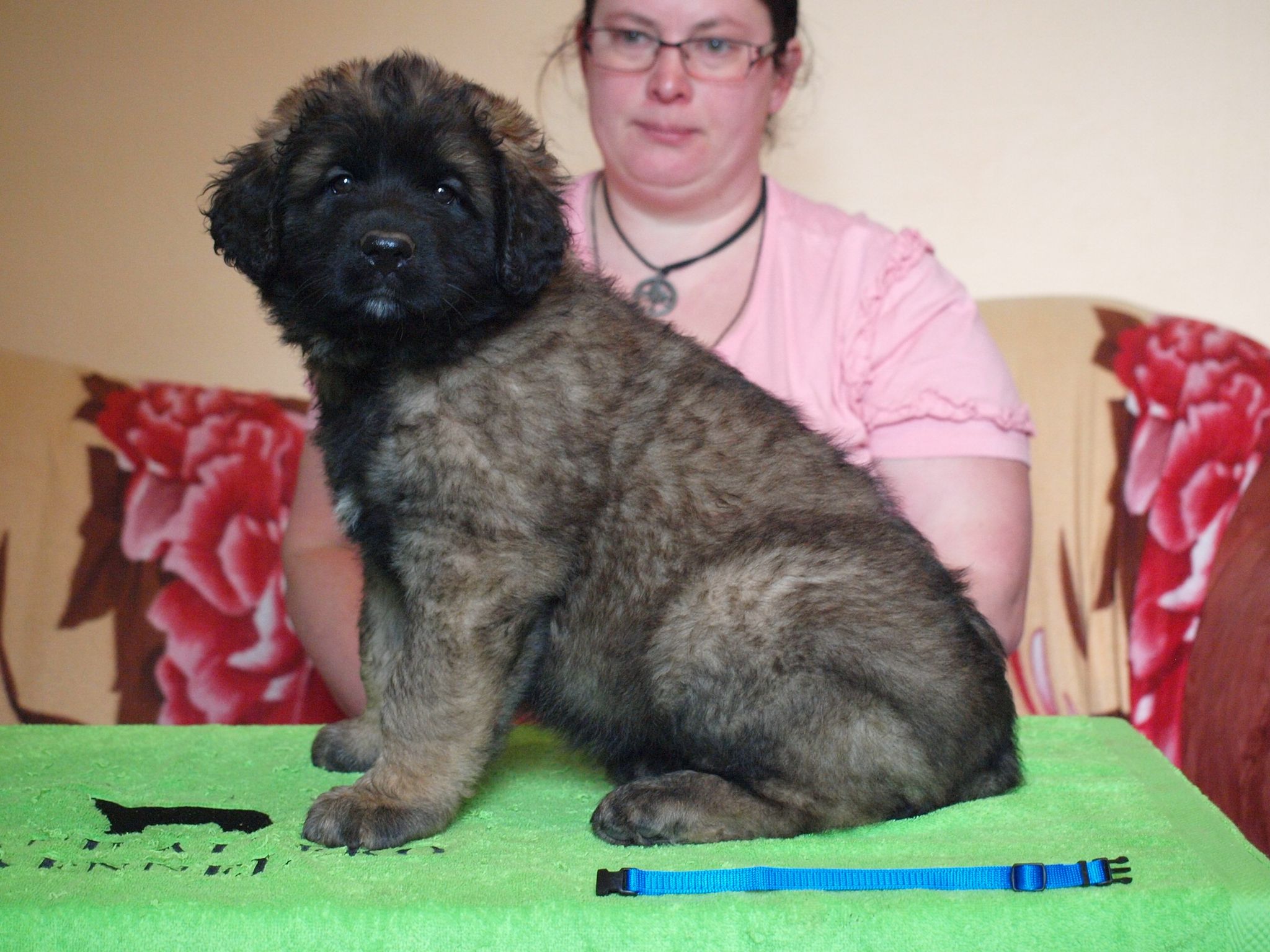 Štěňata Leonberger - Vrh I