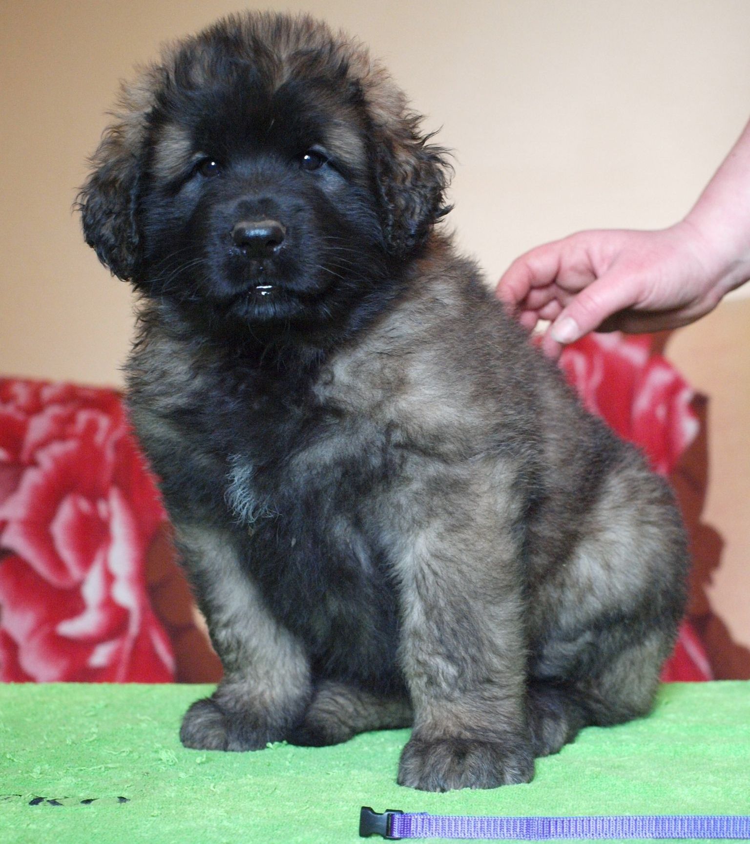 Štěňata Leonberger - Vrh I