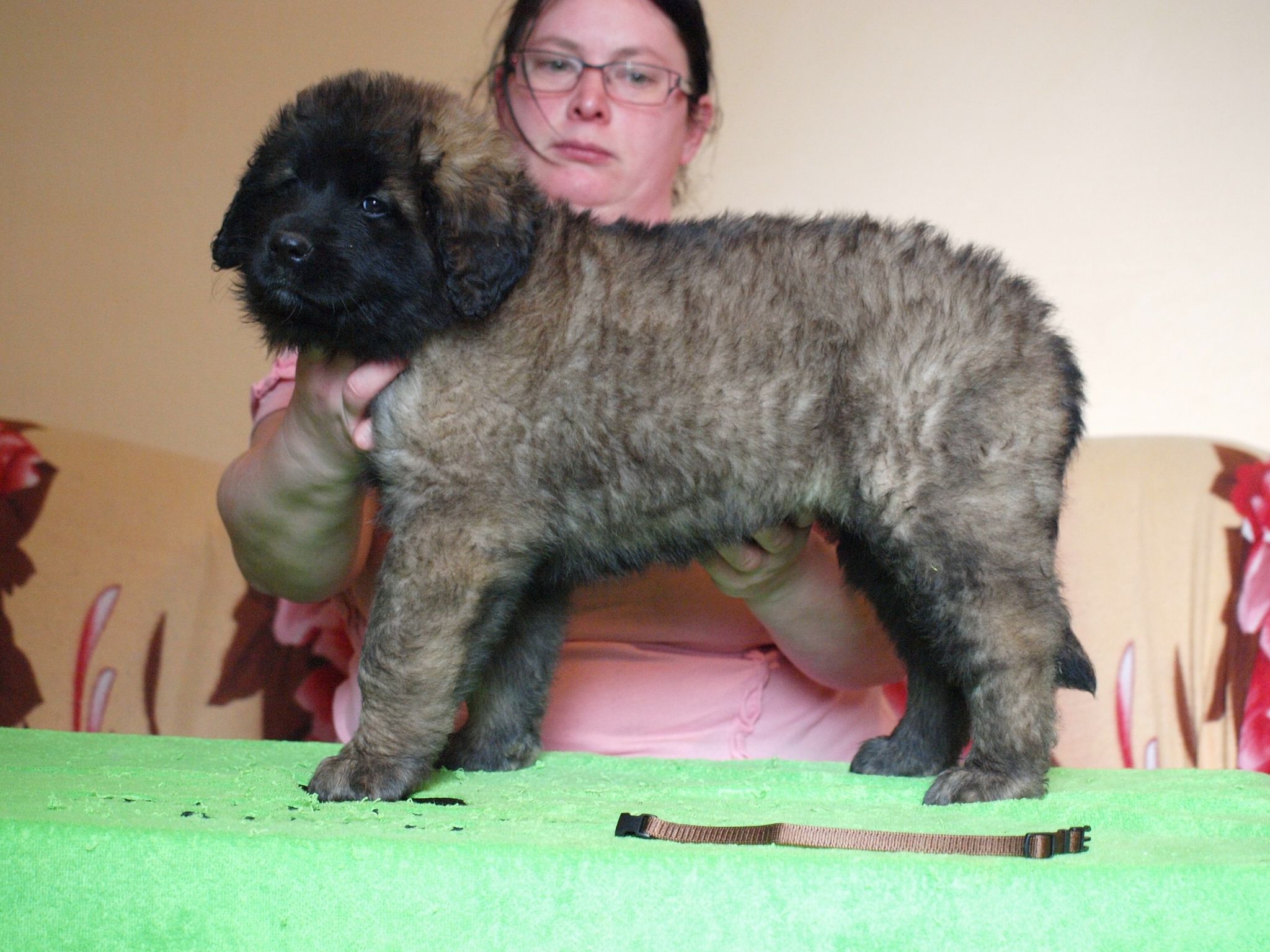 Štěňata Leonberger - Vrh I