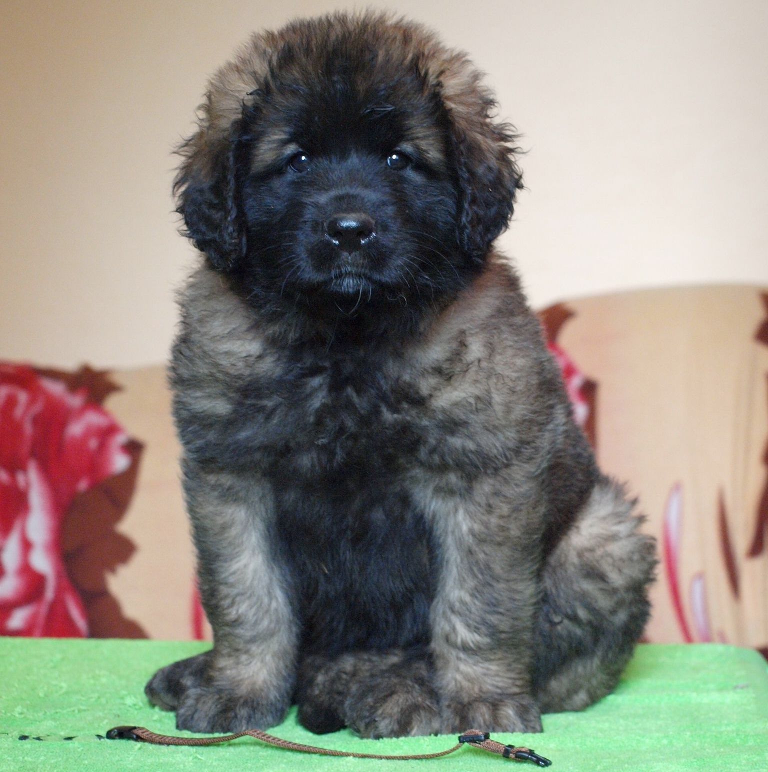 Štěňata Leonberger - Vrh I