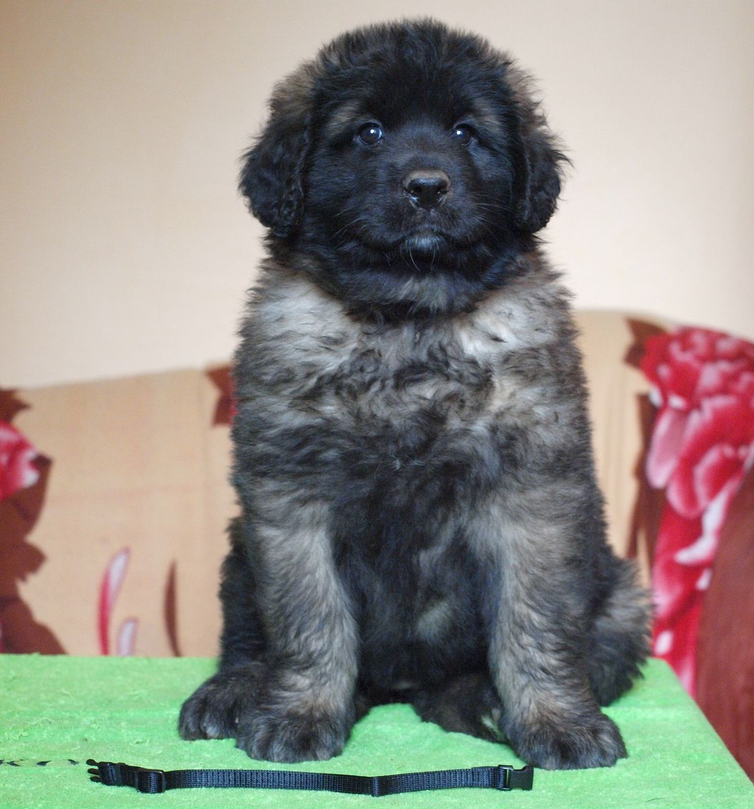 Štěňata Leonberger - Vrh I