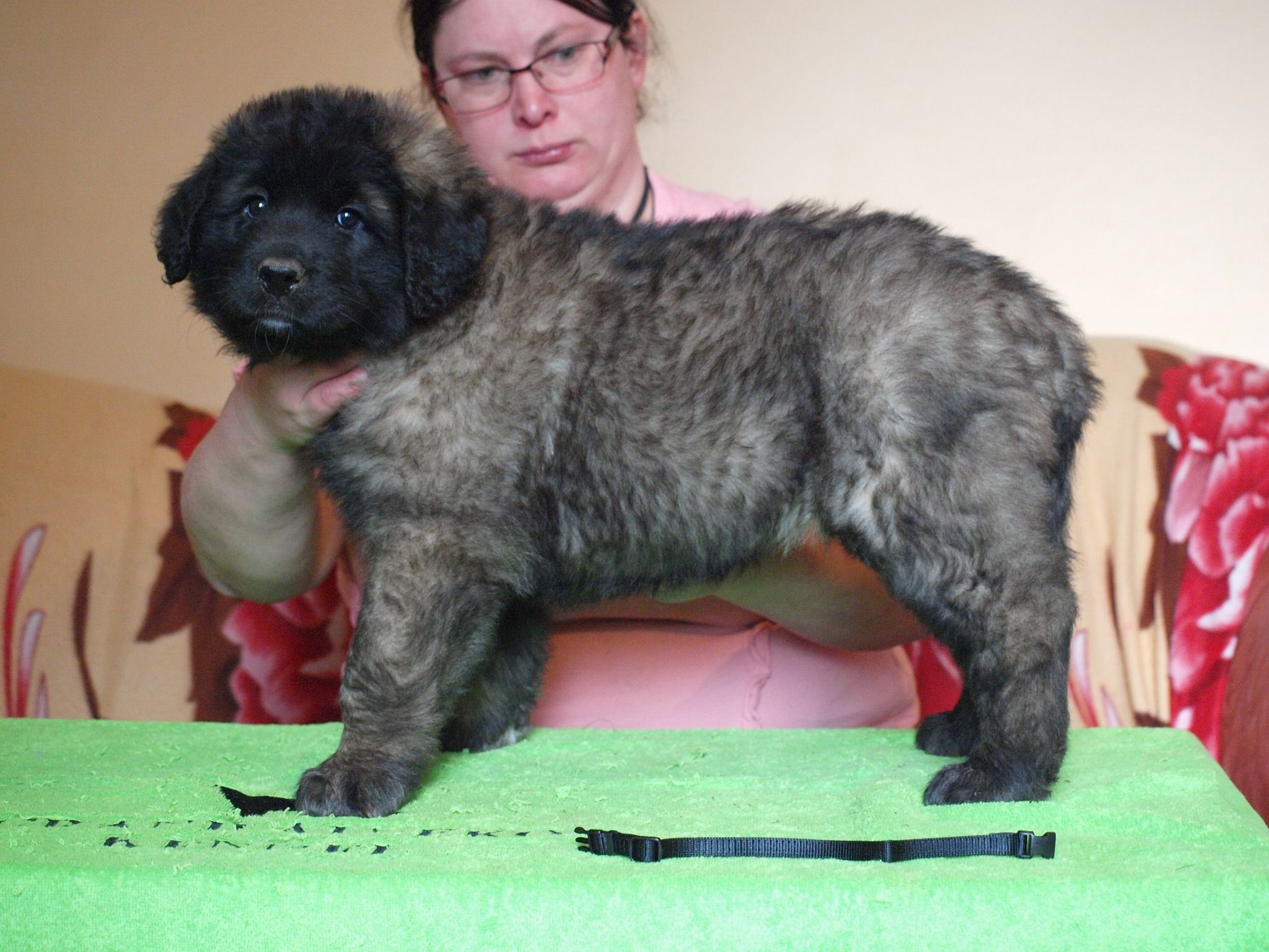 Štěňata Leonberger - Vrh I