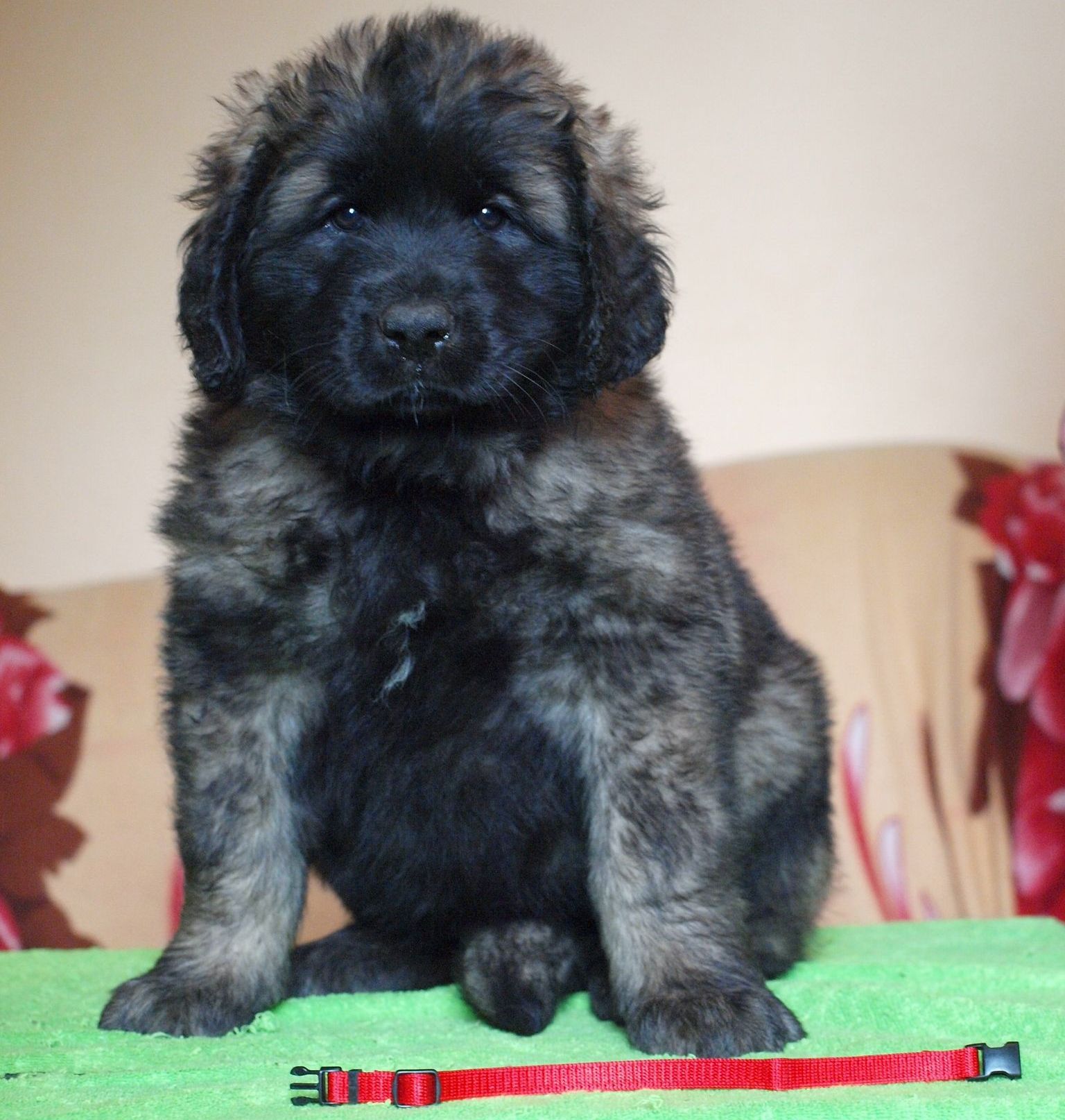 Štěňata Leonberger - Vrh I