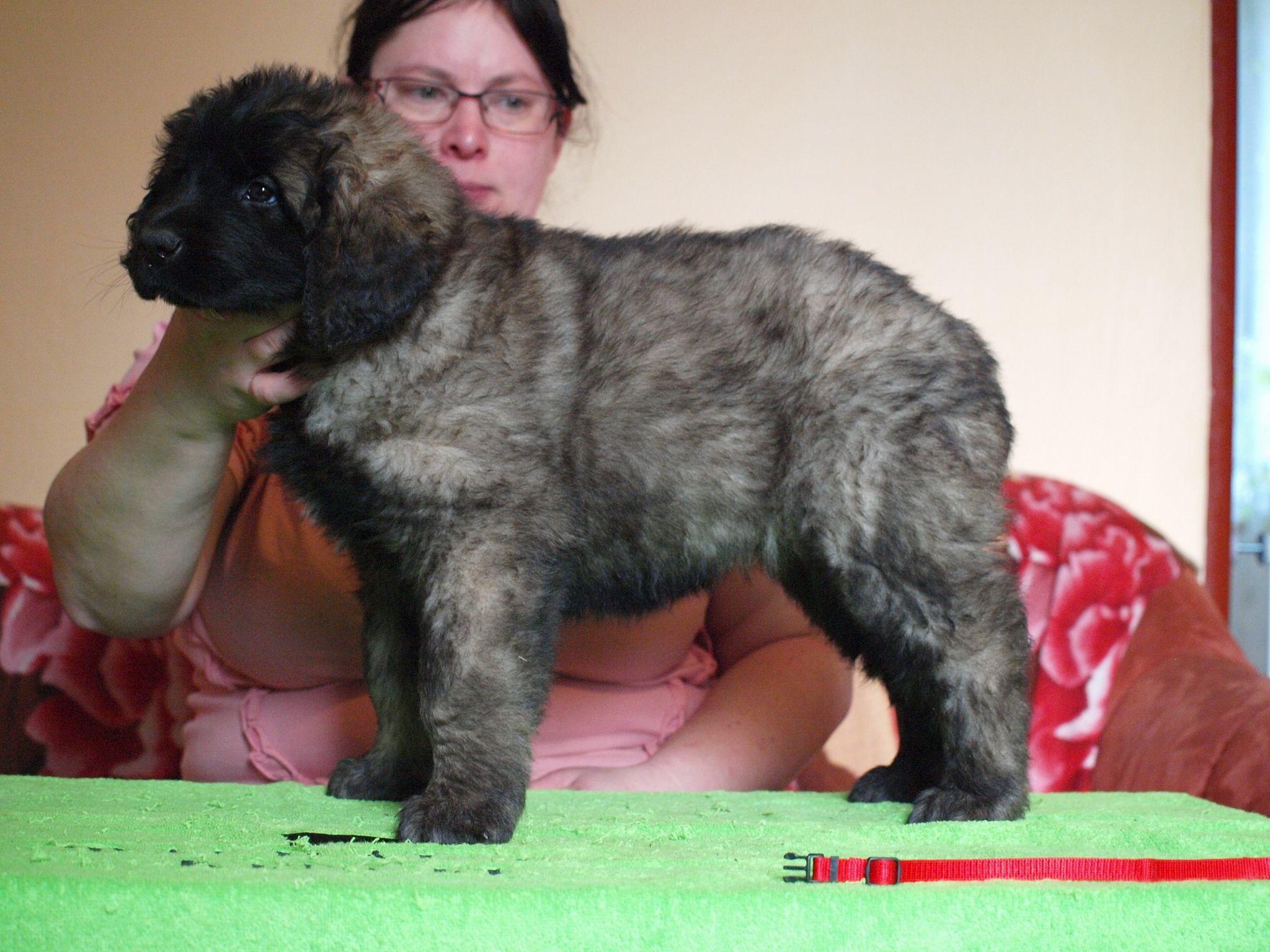 Štěňata Leonberger - Vrh I