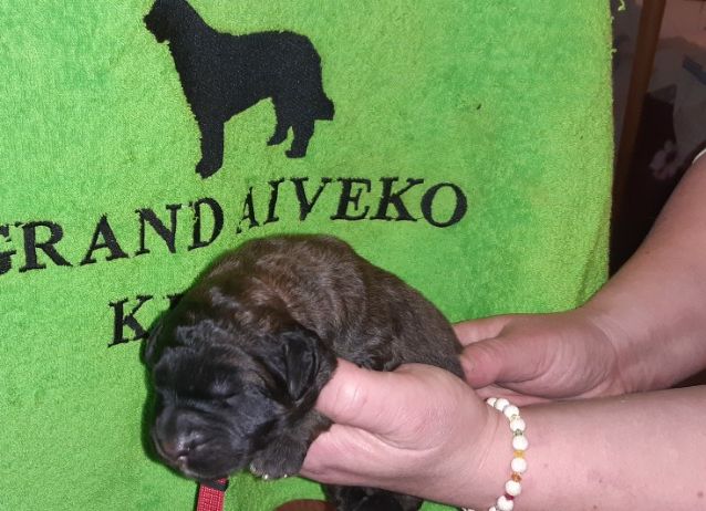 Štěňata Leonberger - Vrh I