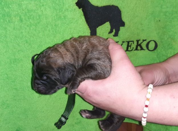 Štěňata Leonberger - Vrh I