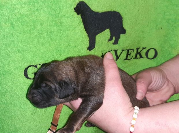 Štěňata Leonberger - Vrh I
