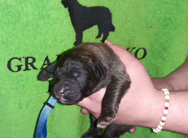 Štěňata Leonberger - Vrh I