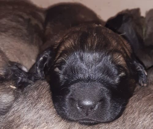 Štěňata Leonberger - Vrh I