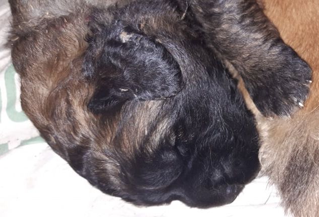 Štěňata Leonberger - Vrh I
