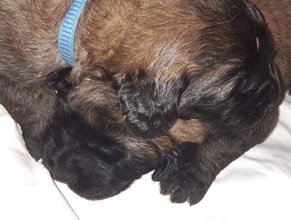 Štěňata Leonberger - Vrh I