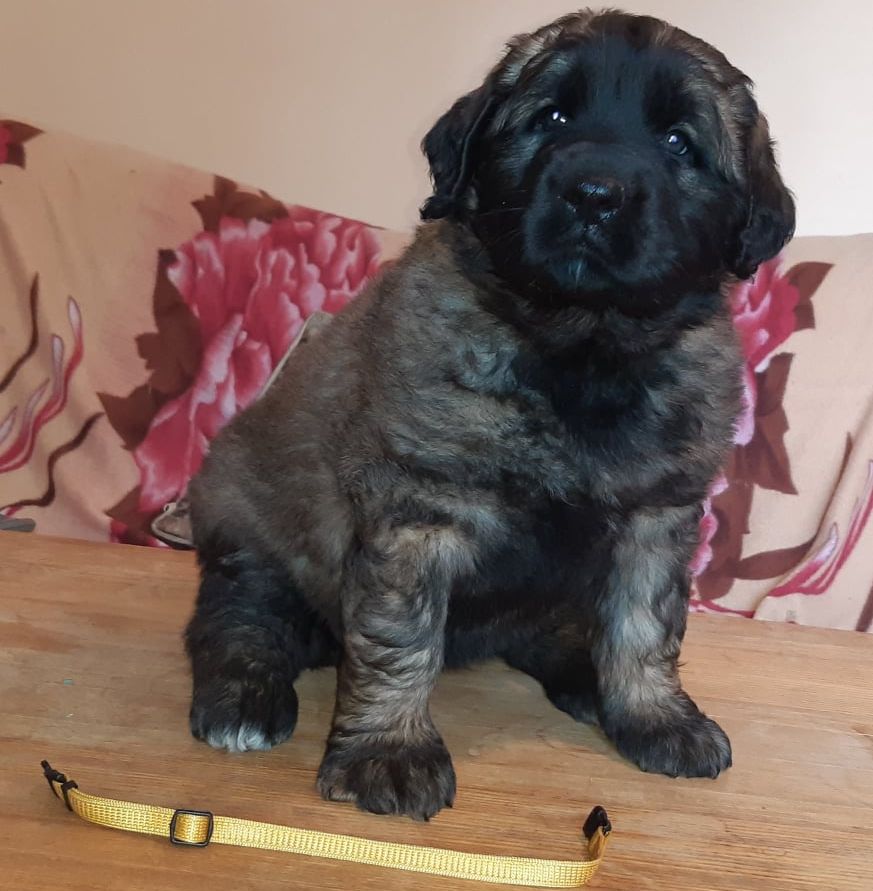 Štěňata Leonberger - Vrh I