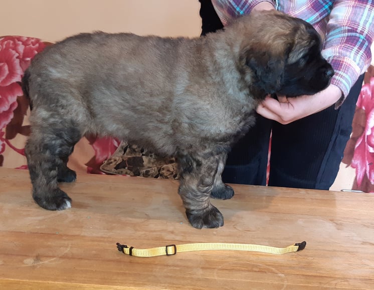 Štěňata Leonberger - Vrh I