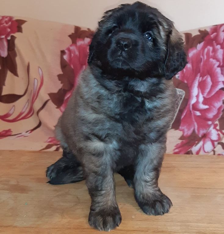 Štěňata Leonberger - Vrh I
