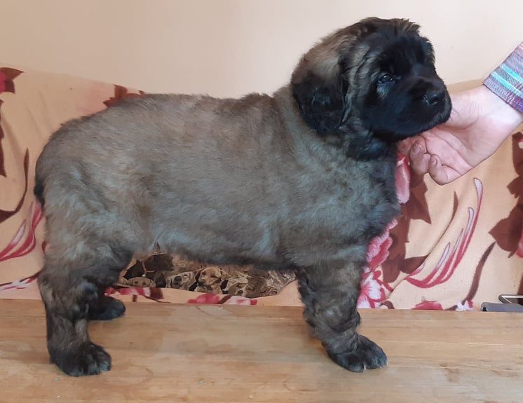 Štěňata Leonberger - Vrh I