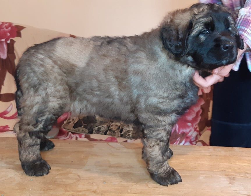 Štěňata Leonberger - Vrh I