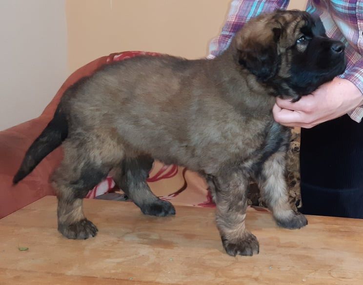 Štěňata Leonberger - Vrh I