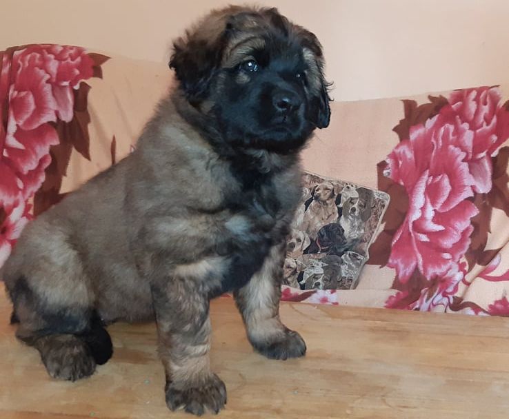 Štěňata Leonberger - Vrh I