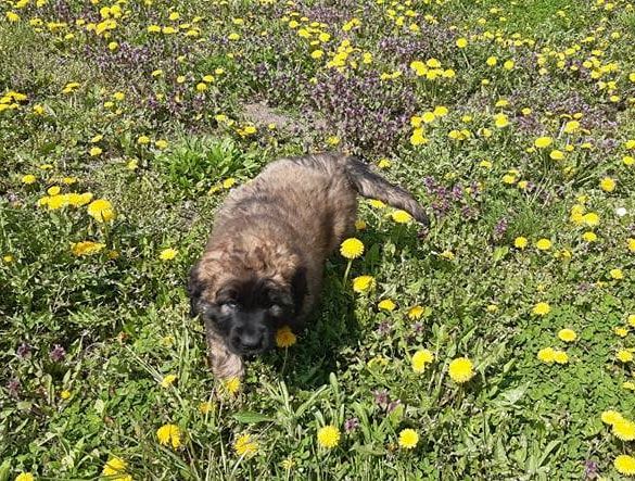 Štěňata Leonberger - Vrh I