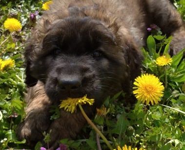 Štěňata Leonberger - Vrh I