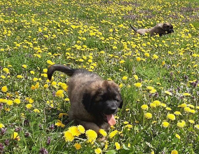Štěňata Leonberger - Vrh I
