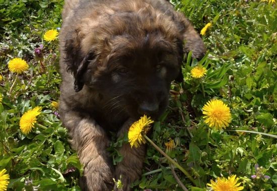 Štěňata Leonberger - Vrh I