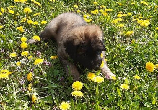 Štěňata Leonberger - Vrh I