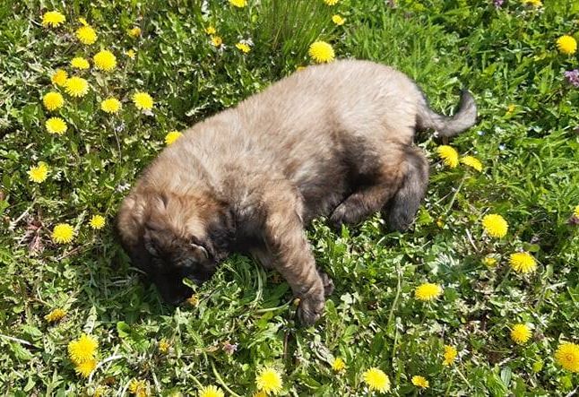 Štěňata Leonberger - Vrh I