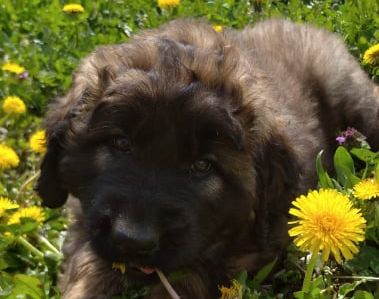 Štěňata Leonberger - Vrh I