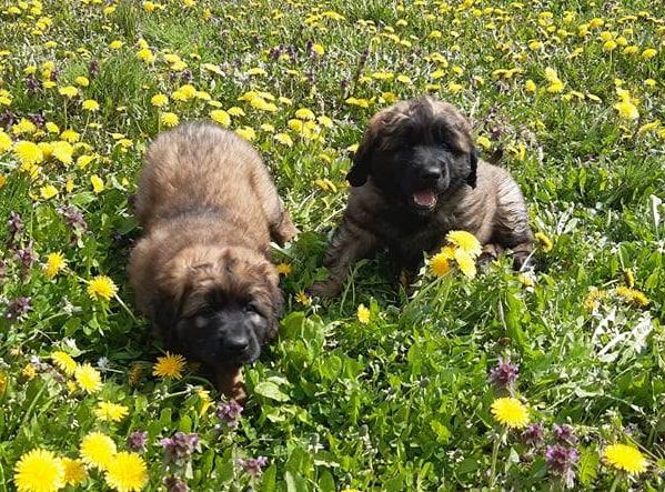 Štěňata Leonberger - Vrh I