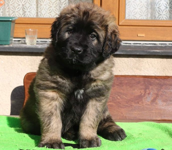 Štěňata Leonberger - Vrh K