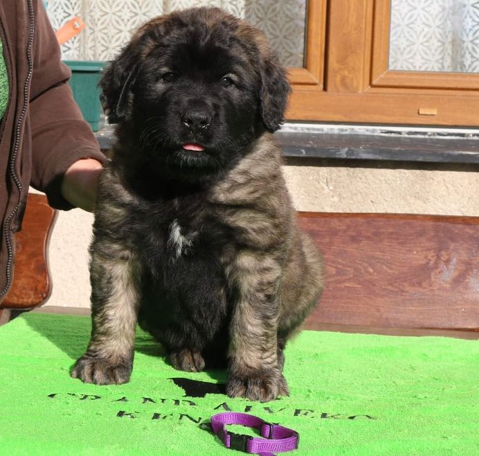 Štěňata Leonberger - Vrh K